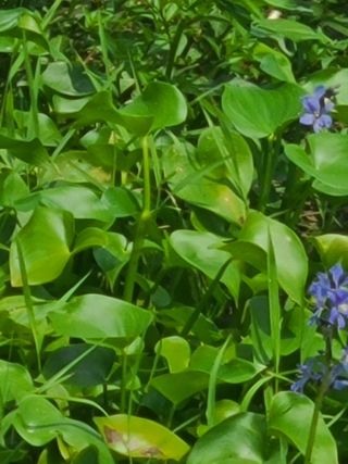 고추농사 25414님의 작목반,동호회 등 나의 모임은? · 참여글 작성글 사진