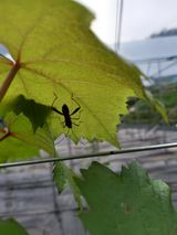 팜모닝 포도·병해충상담 게시글 이미지