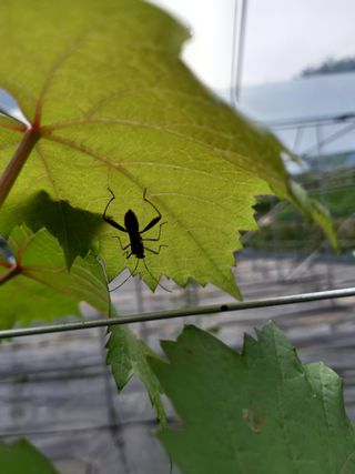 이병관님의 포도 · 병해충상담 작성글 사진