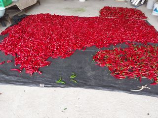 최남옥님의 고추 · 수확 작성글 사진