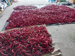 최남옥님의 고추 · 수확 작성글 사진