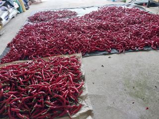 최남옥님의 고추 · 수확 작성글 사진