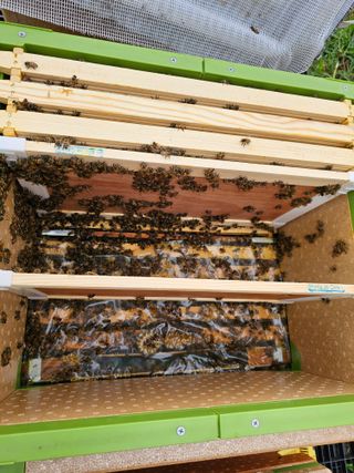 춘천바람개비님의 기타작물 · 자유게시판 작성글 사진