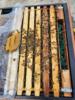 춘천바람개비님의 기타작물 · 자유게시판 작성글 사진