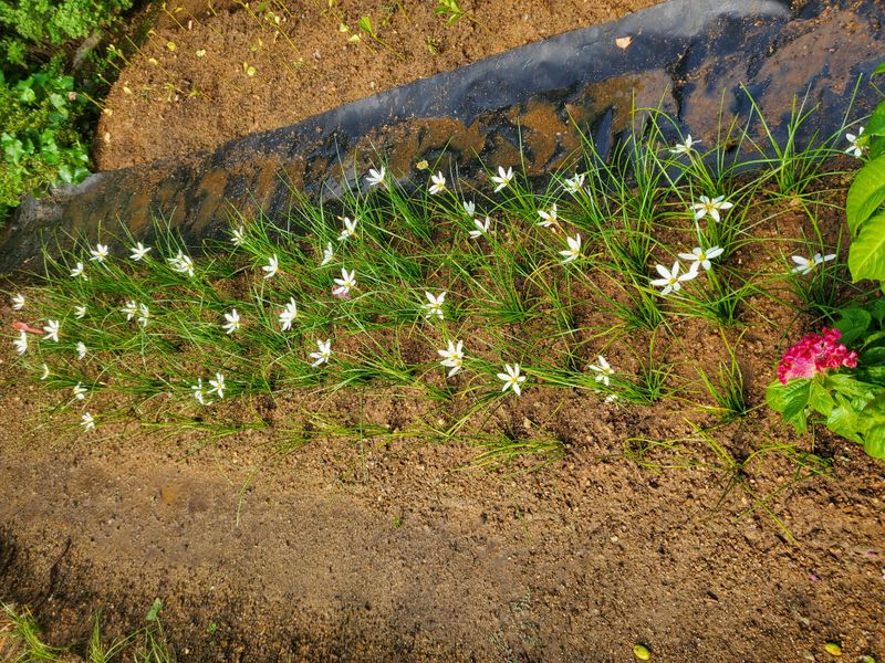 또비님의 장터 판매 상품 [샤프란] 첨부 사진