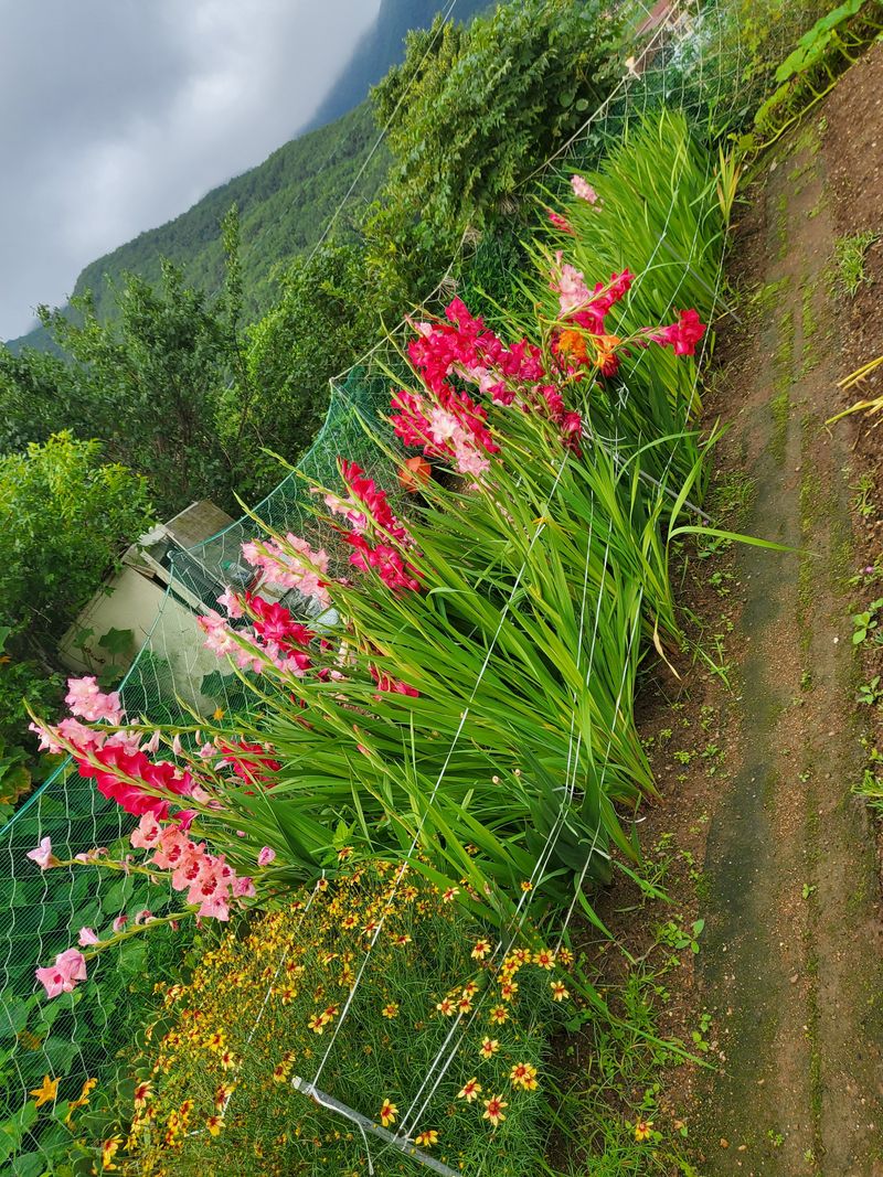 장터 상품 [글라디올라스구근] 썸네일