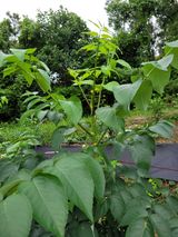 팜모닝 두릅·병해충상담 게시글 이미지