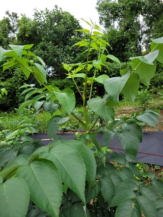 채수용님의 두릅 · 병해충상담 작성글 사진