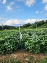 팜모닝 콩·자유게시판 게시글 이미지