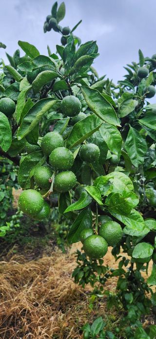 김영혁님의 귤 · 일상 작성글 사진