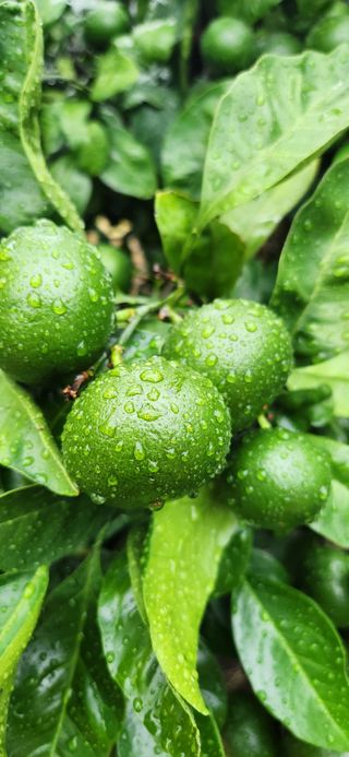 김영혁님의 귤 · 일상 작성글 사진