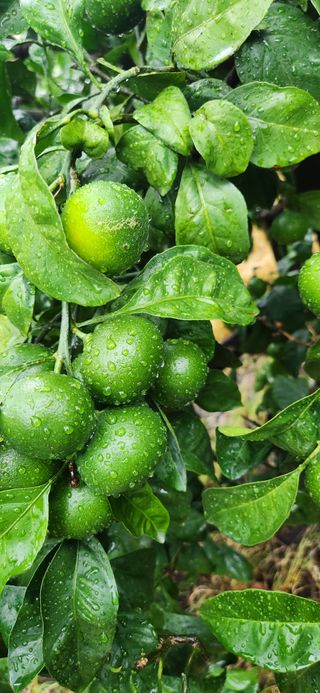 김영혁님의 귤 · 일상 작성글 사진