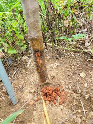 채수용님의 사과 · 병해충상담 작성글 사진