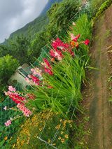 팜모닝 · 게시글 이미지