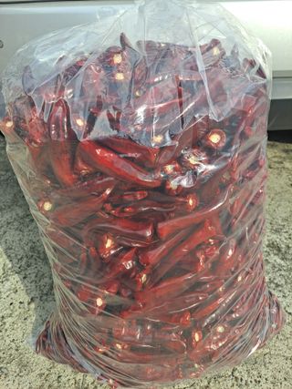 도매니저님의 고추 · 수확 작성글 사진