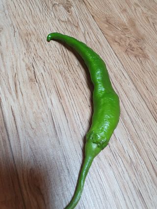 박훈기님의 고추 · 병해충상담 작성글 사진