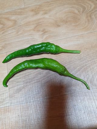 박훈기님의 고추 · 병해충상담 작성글 사진