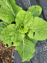 팜모닝 배추·병해충상담 게시글 이미지