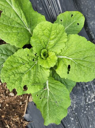 귀요미맘님의 배추 · 병해충상담 작성글 사진