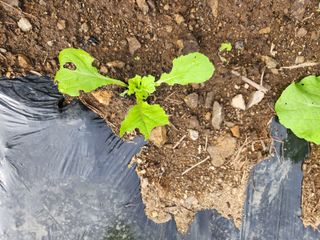 귀요미맘님의 배추 · 병해충상담 작성글 사진