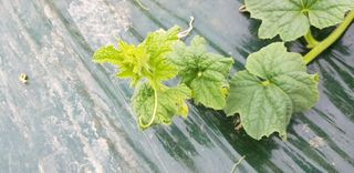 홍선표(지현네멜론)님의 기타작물 · 병해충상담 작성글 사진