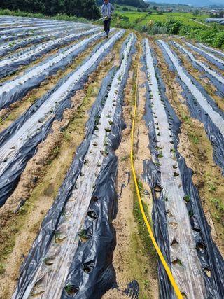 그린1505님의 고추 · 비료•농약 작성글 사진