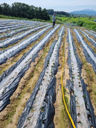 그린1505님의 고추 · 비료•농약 작성글 사진