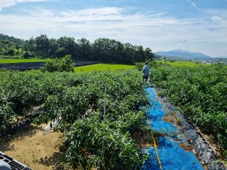 그린1505님의 고추 · 비료•농약 작성글 사진
