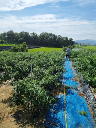 그린1505님의 고추 · 비료•농약 작성글 사진