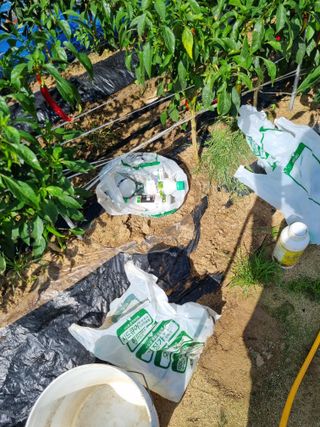 그린1505님의 고추 · 비료•농약 작성글 사진