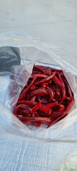 김프로님의 고추 · 영농일지 작성글 사진