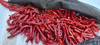 김프로님의 고추 · 영농일지 작성글 사진