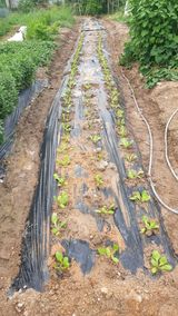 팜모닝 배추·영농일지 게시글 이미지