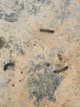 팜모닝 포도·병해충상담 게시글 이미지