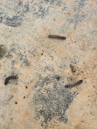 전나영님의 포도 · 병해충상담 작성글 사진