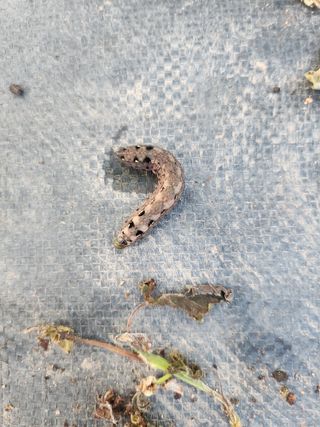 전나영님의 포도 · 병해충상담 작성글 사진