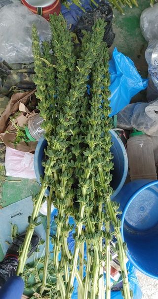 갑돌이님의 참깨 · 자유게시판 작성글 사진