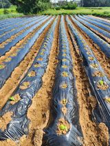 팜모닝 자유주제·자유게시판 게시글 이미지