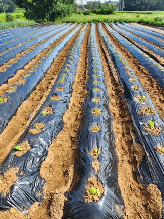 청송농장16987님의 자유주제 · 자유게시판 작성글 사진