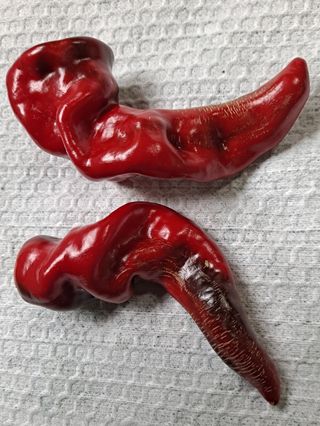 귀농 4년/지성훈님의 고추 · 자연재해•동물피해 작성글 사진