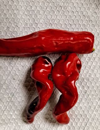 귀농 4년/지성훈님의 고추 · 자연재해•동물피해 작성글 사진