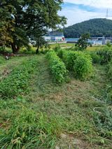 팜모닝 들깨·자유게시판 게시글 이미지