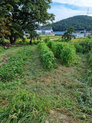 권오정님의 들깨 · 자유게시판 작성글 사진