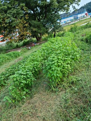 권오정님의 들깨 · 자유게시판 작성글 사진
