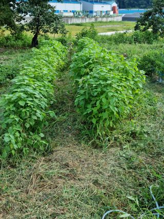 권오정님의 들깨 · 자유게시판 작성글 사진