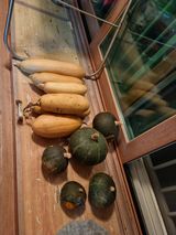 팜모닝 호박·자유게시판 게시글 이미지