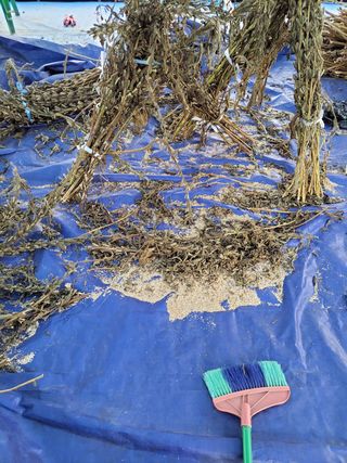 우영옥님의 참깨 · 영농일지 작성글 사진