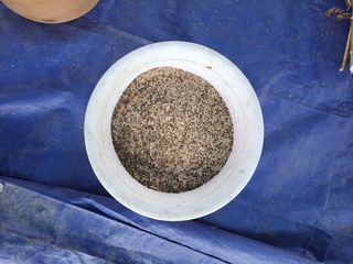 우영옥님의 참깨 · 영농일지 작성글 사진