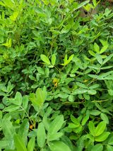 팜모닝 기타작물·자유게시판 게시글 이미지