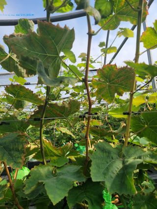 나그네님의 포도 · 병해충상담 작성글 사진